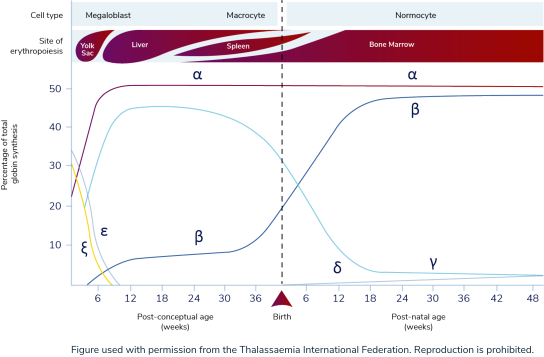 Chart showing the stages of globin protein synthesis