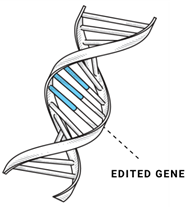 Target gene for gene editing