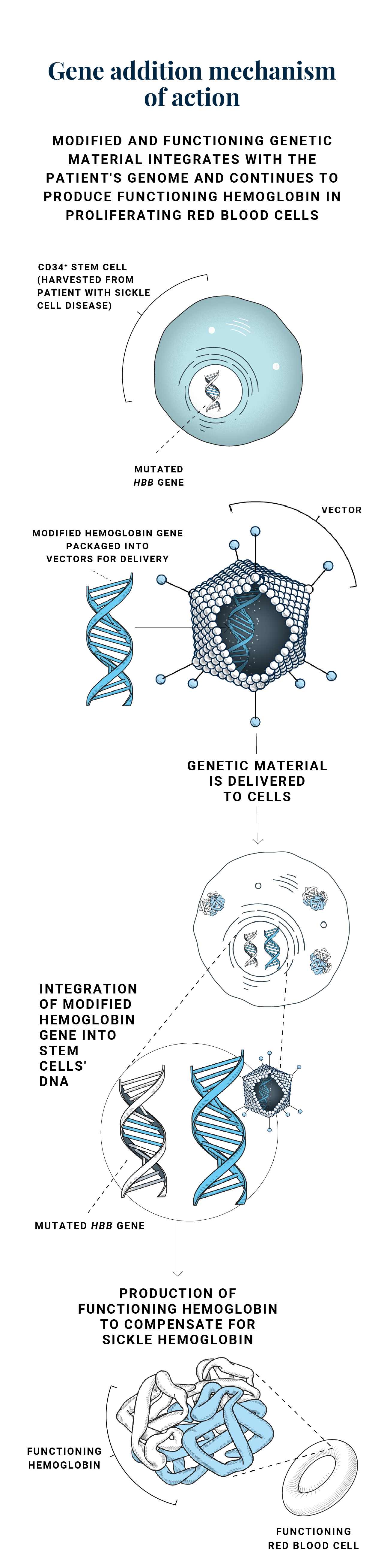 Gene addition mechanism of action for sickle cell disease