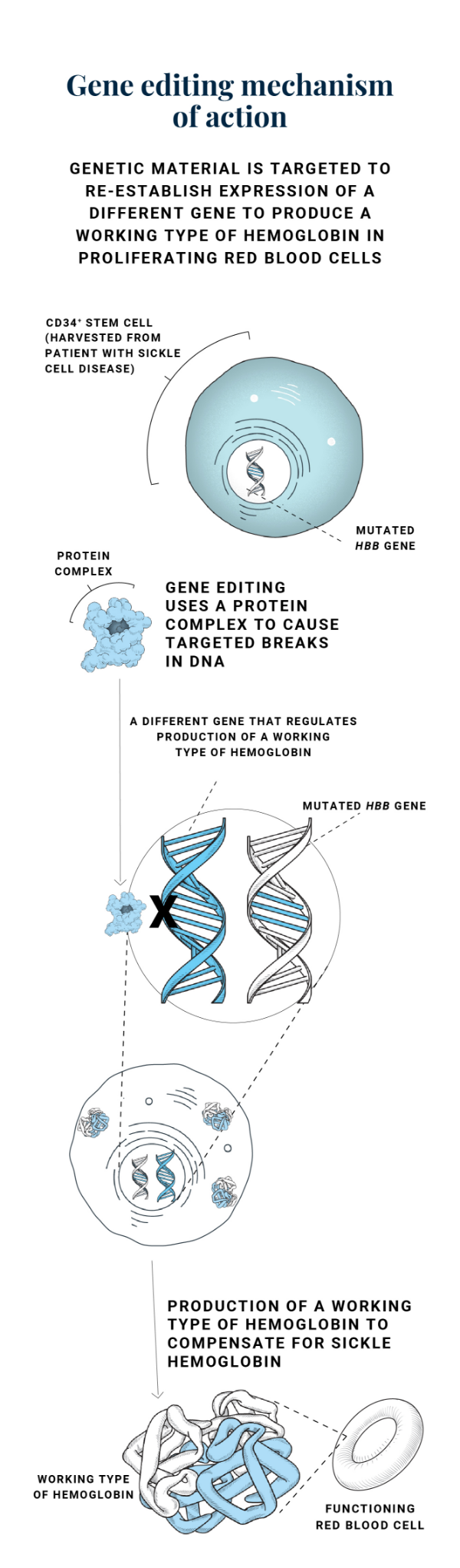 Gene editing mechanism of action for sickle cell disease