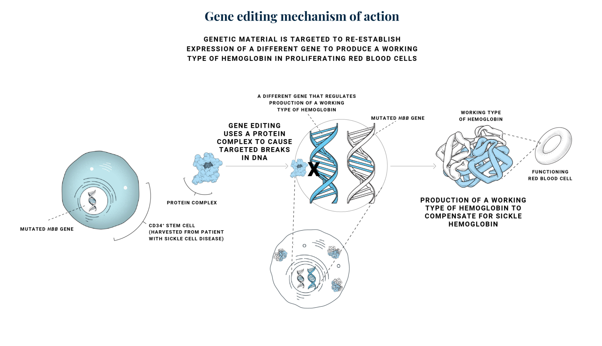 Gene editing mechanism of action for sickle cell disease