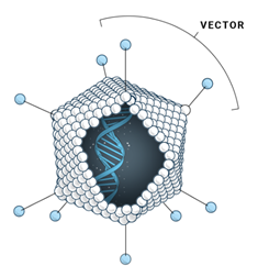 Viral vector used in gene addition