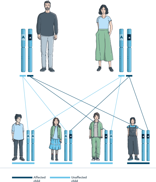 Example of genetic inheritance from parents to children