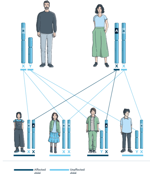 Example of X-linked dominant inheritance