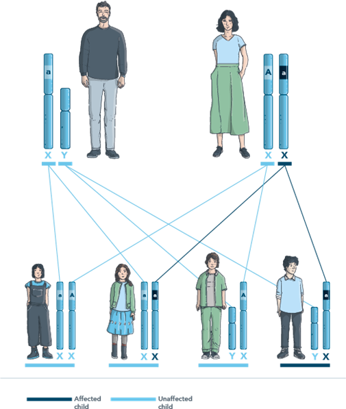 Example of X-linked recessive inheritance