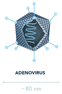 Image of adenoviral vector (AdV)