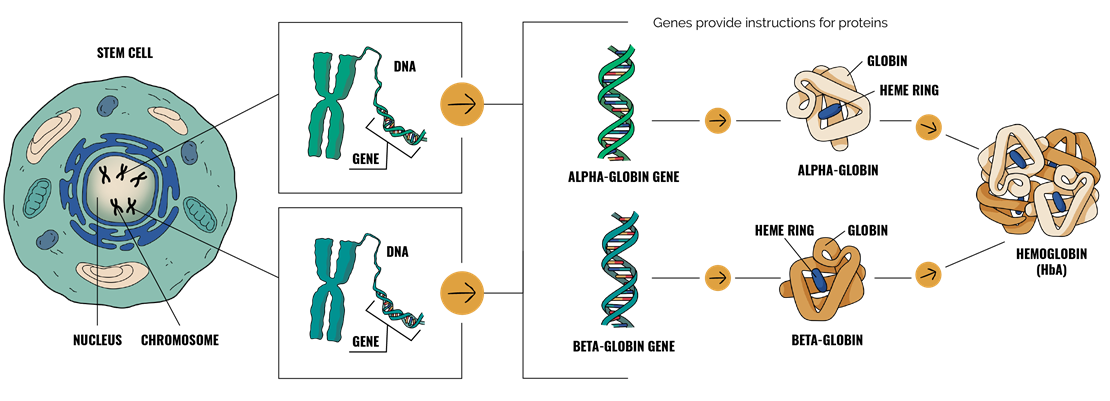 Graphic depicting genetics and hemoglobin (HbA)