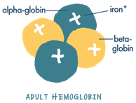 Adult hemoglobin (HbA)