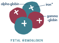 Fetal hemoglobin (HbF)