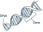 Genes are made of DNA