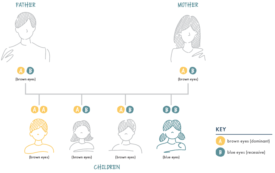 Genotype diagram