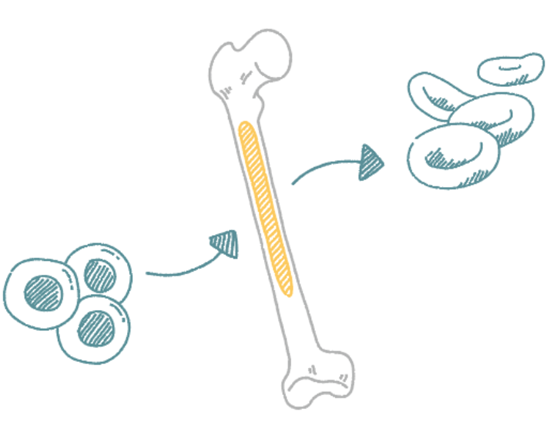 Stem Cell Transplant