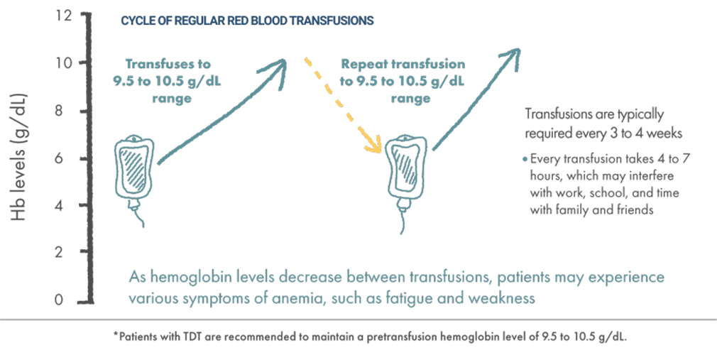Infographic showing regular red blood cell transfusion cycle for beta thalassemia